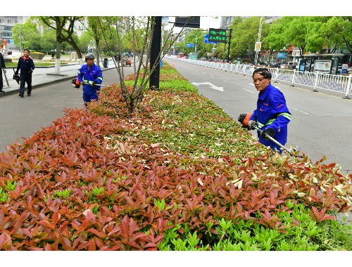 岳阳市城市绿化树木管理