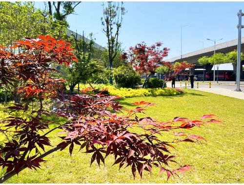 鑫春园绿化工程